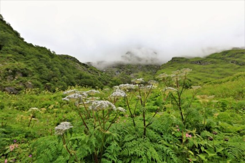 auli_visit_nanda_devi_national_park