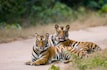 Bandhavgarh 