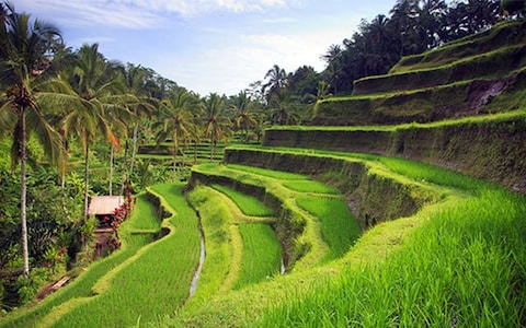 Visit Tegallalang Rice Terraces