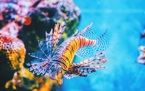 Visit Sea Life Bangkok Ocean World