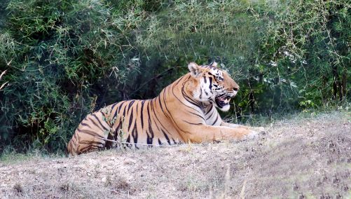 Bangalore Bannerghatta Biological Park Landscape Image