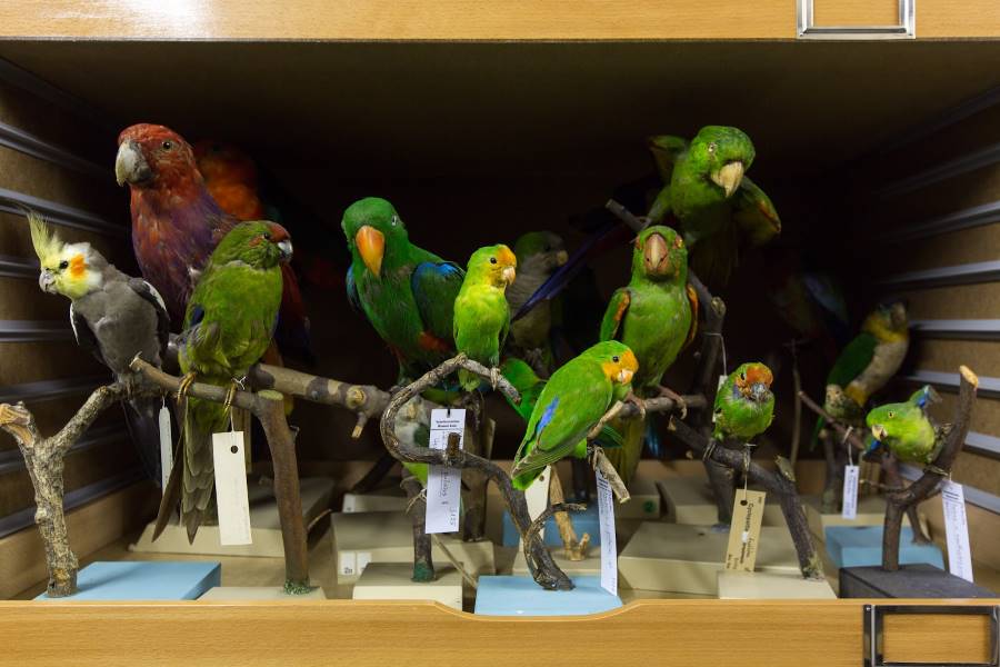 Basel_Museum_of_Natural_History_1
