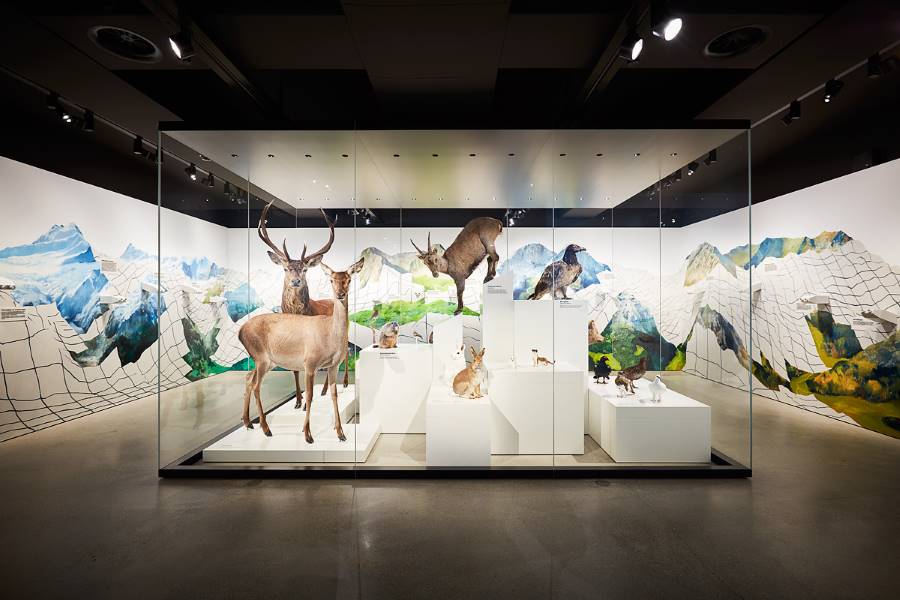 Basel_Museum_of_Natural_History_3