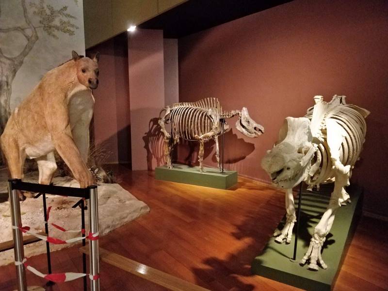 Basel_Museum_of_Natural_History_4