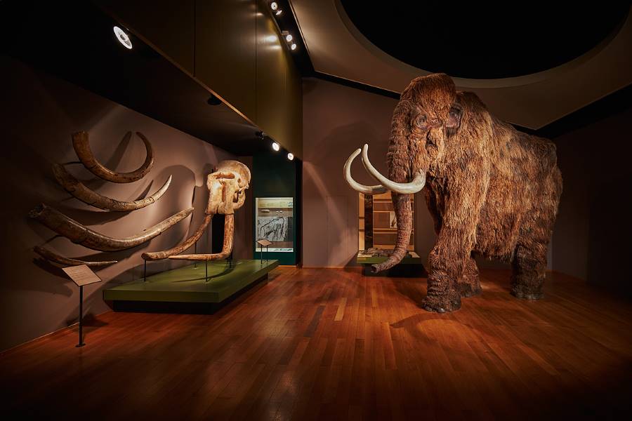 Basel_Museum_of_Natural_History_6