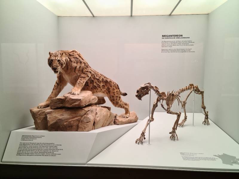 Basel_Museum_of_Natural_History_7