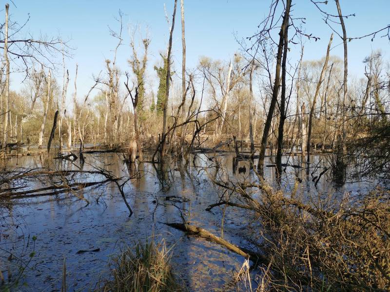 Basel_National_Nature_Reserve_of_La_Petite_Camargue_1