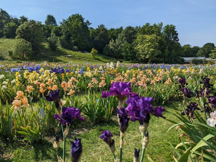 Basel_Merian_Garten_3