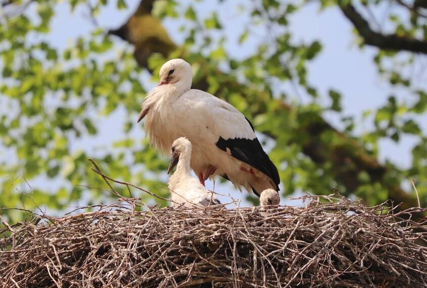 Basel_Tierpark_Lange_Erlen_9