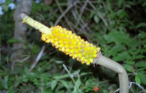 Dandeli Wildlife Sanctuary