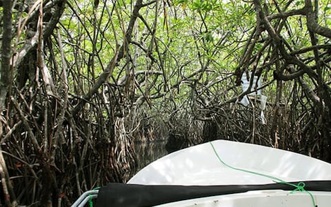 Boat Safari through Mangroves