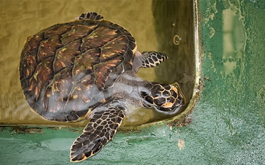 Bentota Kosgoda Sea Turtle Conservation Project Landscape Image