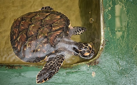 Kosgoda Sea Turtle Conservation Project Bentota