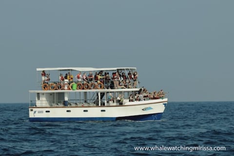Whale Watching in Mirissa