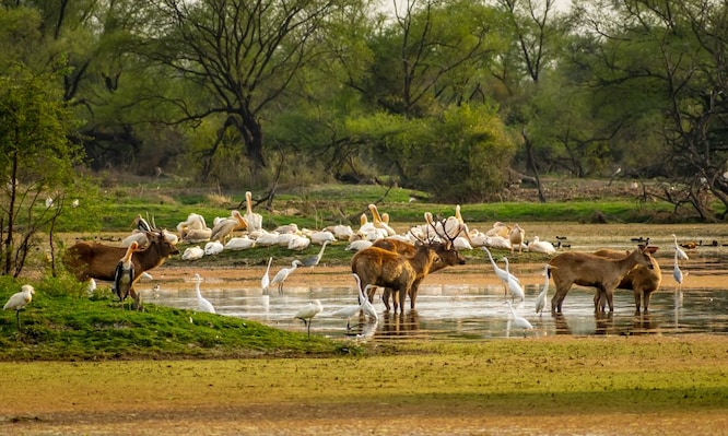 Bharatpur_3