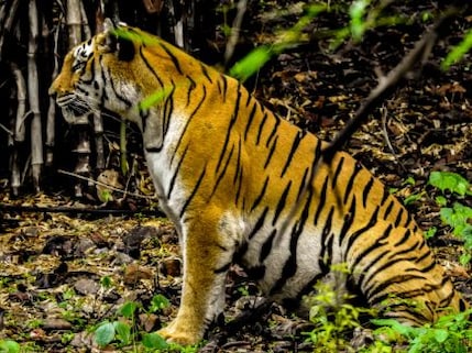 Van Vihar National Park