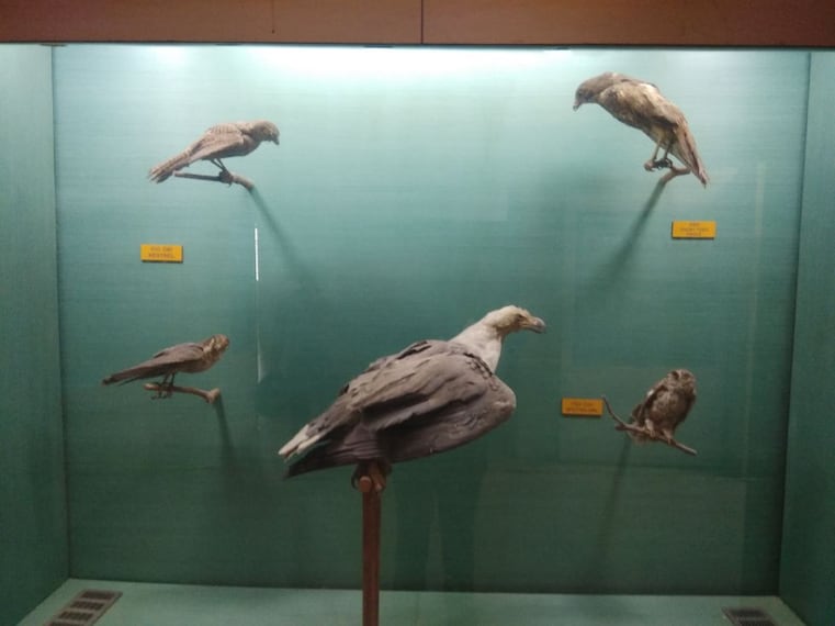 bhubaneshwar_odisha_state_museum