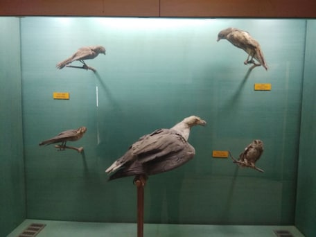 Odisha State Museum, Bhubaneshwar