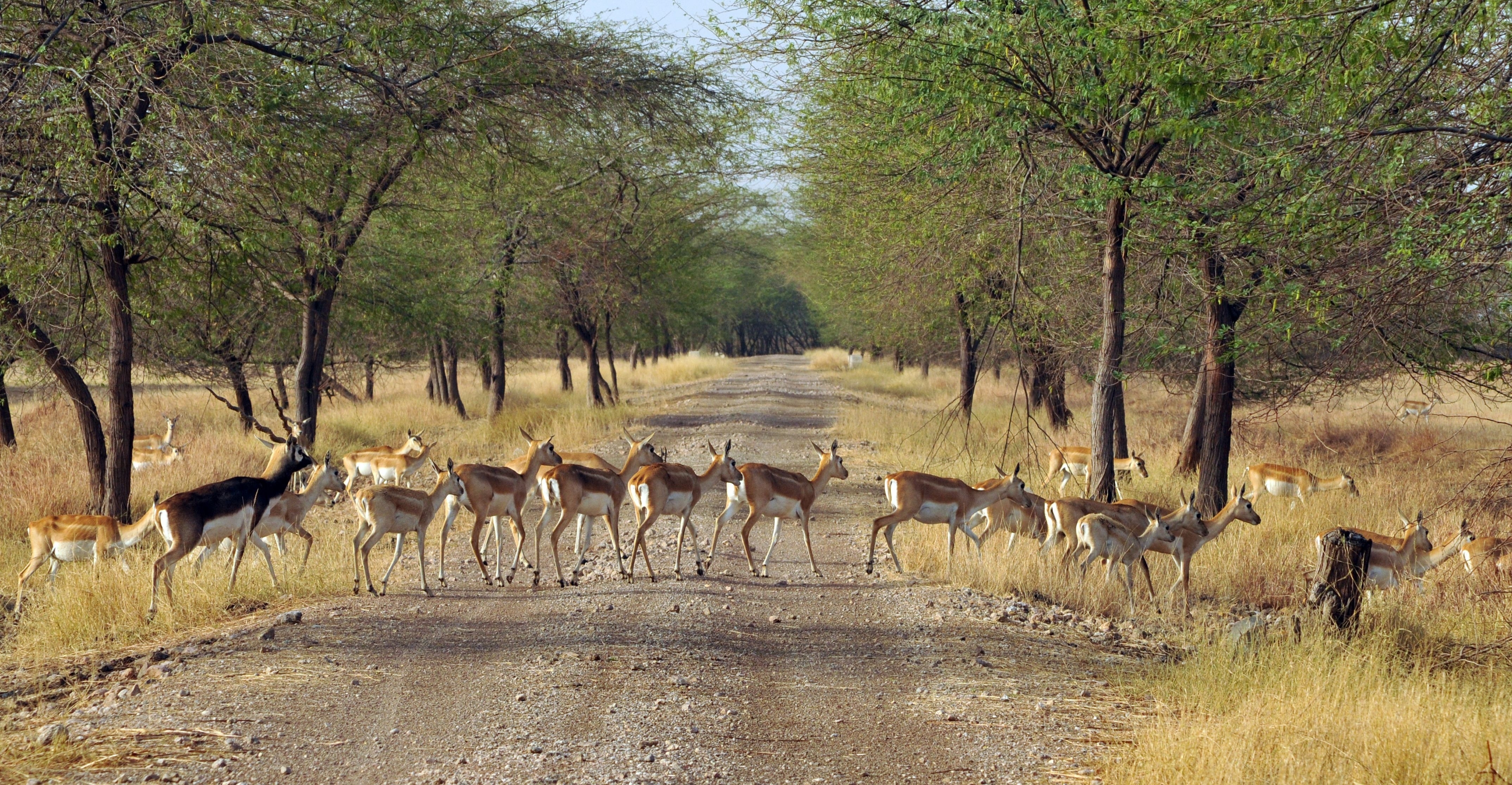 Blackbuck Safari