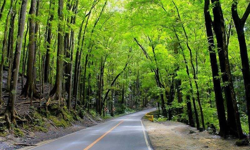 Bohol_Bilar_Man-Made_Forest_1