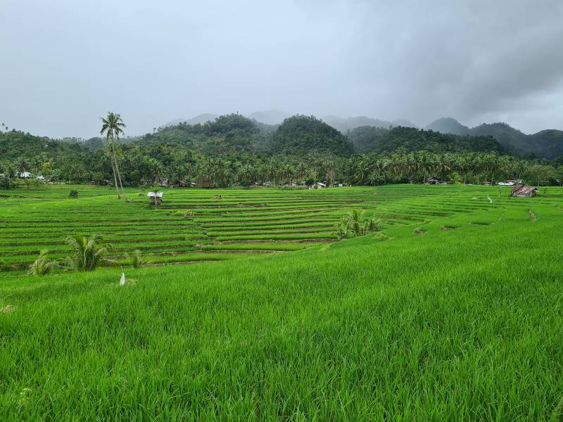 Bohol_Cadapdapan_Rice_Terraces_1