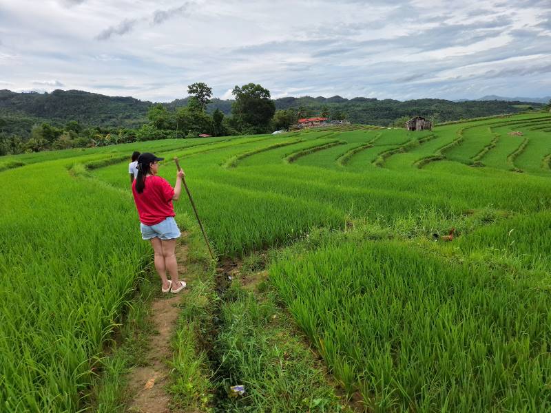 Bohol_Cadapdapan_Rice_Terraces_2