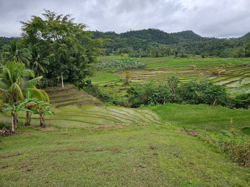 Bohol_Cadapdapan_Rice_Terraces_6