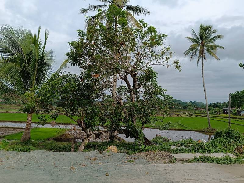 Bohol_Cadapdapan_Rice_Terraces_9