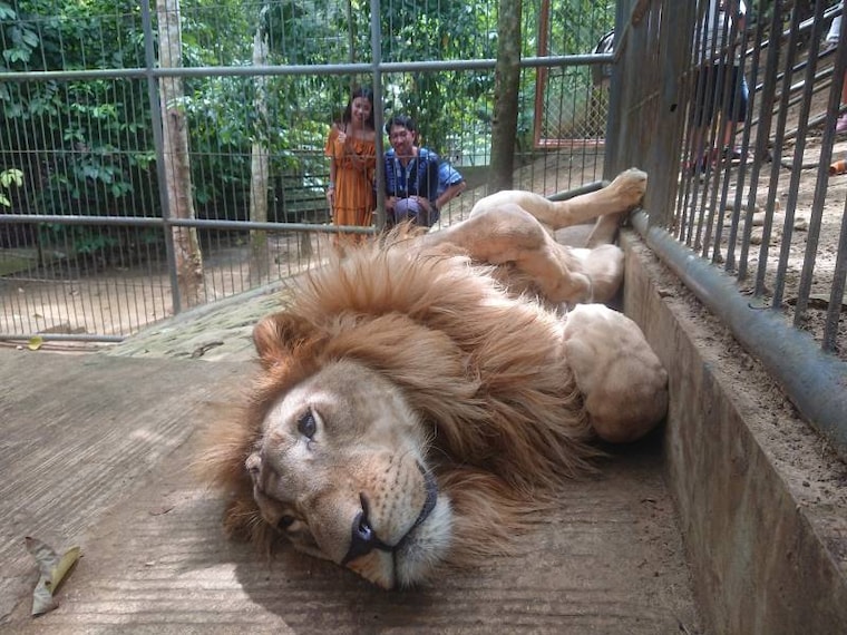 Bohol_Bilar_Man-Made_Forest_5