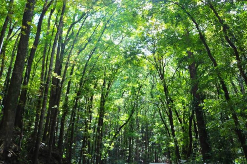 Bohol_Bilar_Man-Made_Forest_6