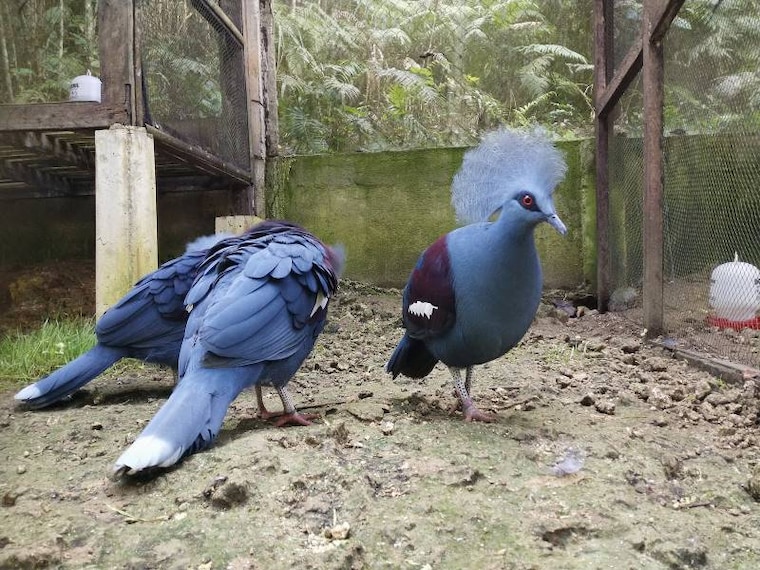 Bohol_Bilar_Man-Made_Forest_8