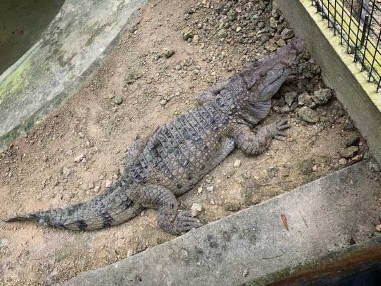 Bohol_Bilar_Man-Made_Forest_9