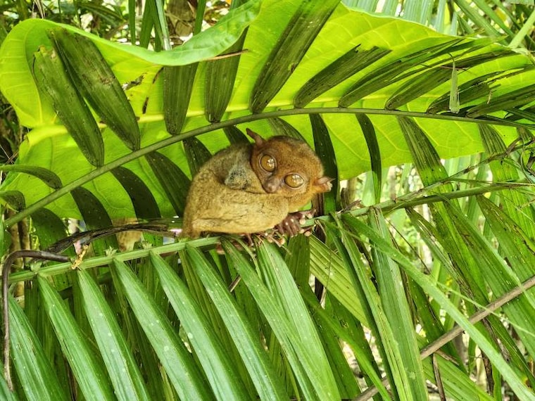 Bohol_Tarsier_Conservation_Area_3
