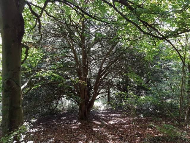 Bristol_Ashton_Hill_Plantation_7