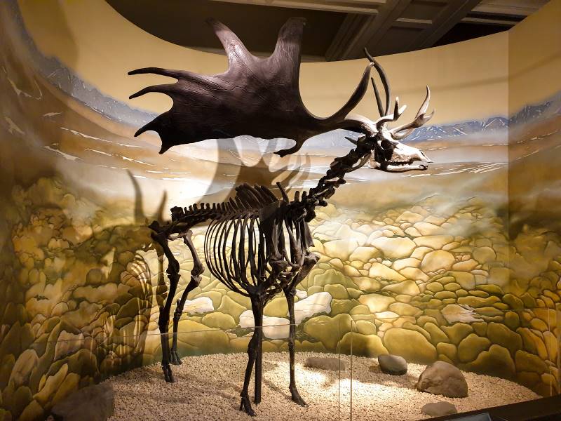 Bristol_Museum_&_Art_Gallery_6