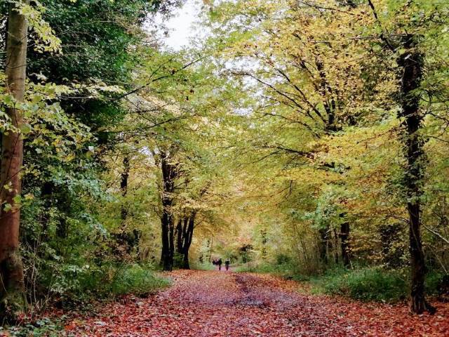 Bristol_National_Trust_Leigh_Woods_1