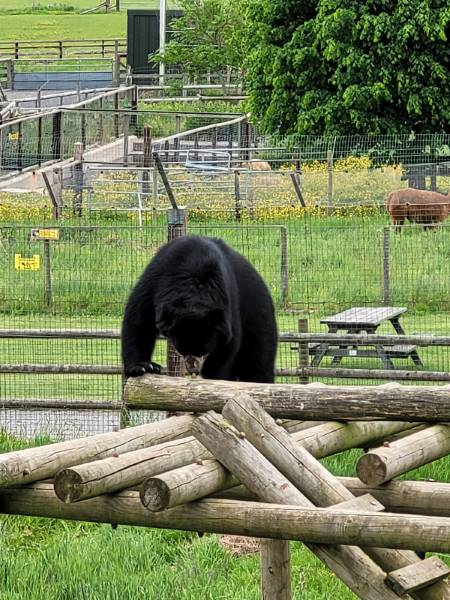 Bristol_Noah's_Ark_Zoo_Farm_10