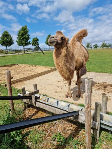 Bristol_Noah's_Ark_Zoo_Farm_4