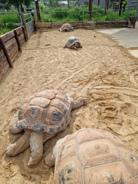 Bristol_Noah's_Ark_Zoo_Farm_5