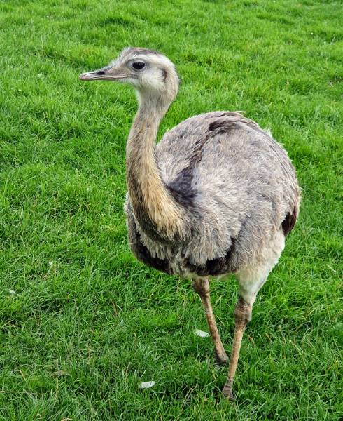 Bristol_Noah's_Ark_Zoo_Farm_9