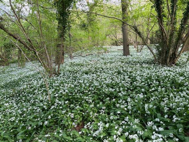 Bristol_Prior's_Wood_2