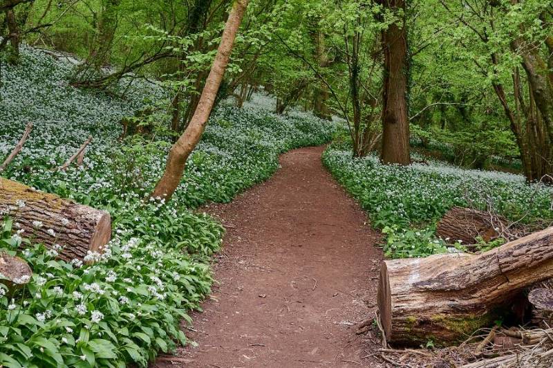 Bristol_Prior's_Wood_3