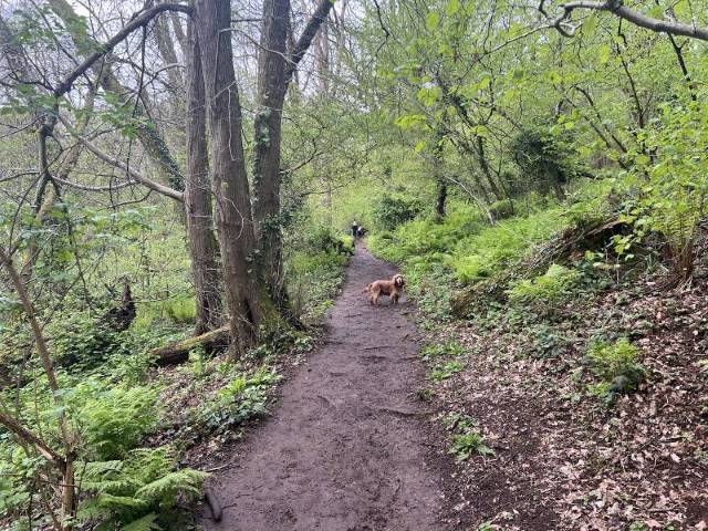 Bristol_Prior's_Wood_4