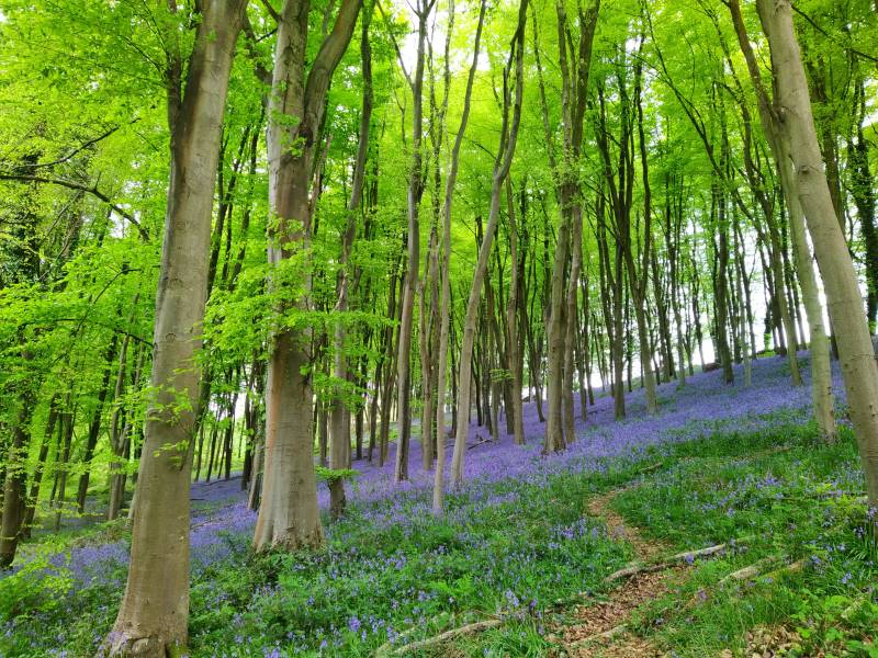 Bristol_Prior's_Wood_5