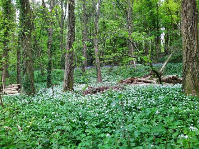 Bristol_Prior's_Wood_7