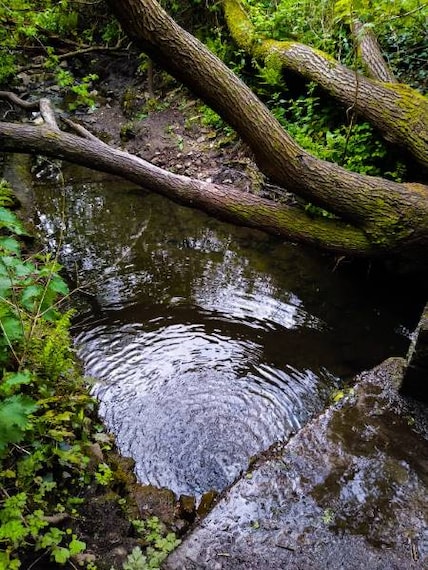 Bristol_Magpie_Bottom_3