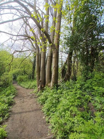 Bristol_Magpie_Bottom_5