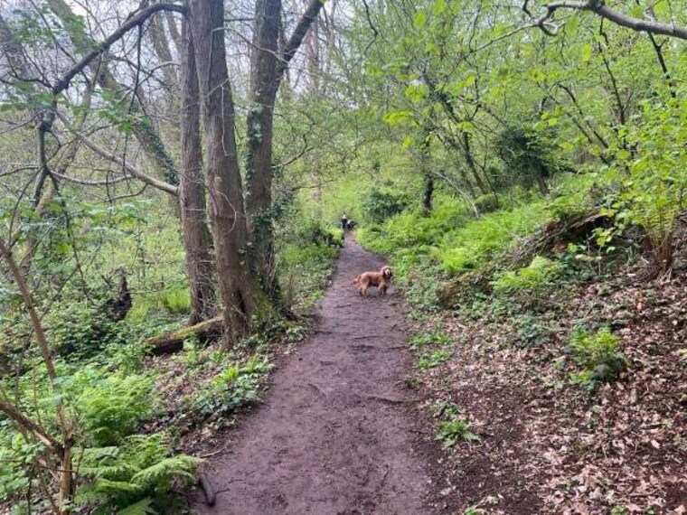 Bristol_Prior's_Wood_4