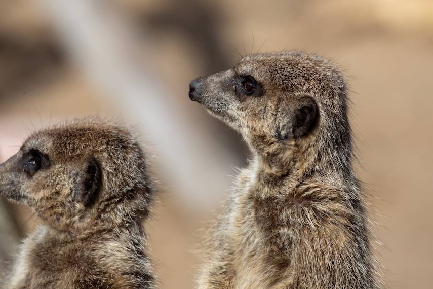 Bristol_Zoo_Project_5