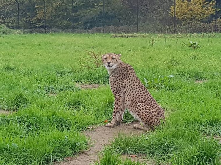 Bristol_Zoo_Project_6
